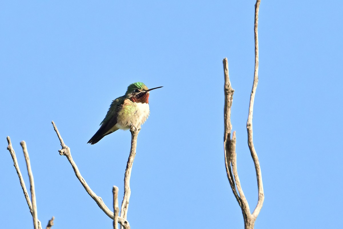 Broad-tailed Hummingbird - Buck Lee