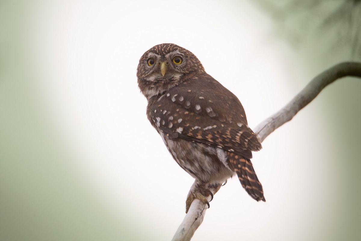 Ferruginous Pygmy-Owl - ML620468193