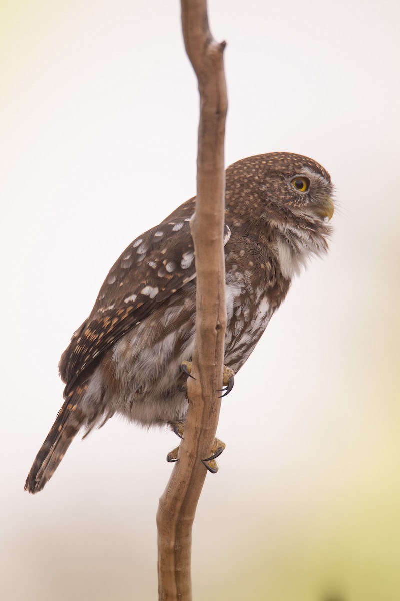 Ferruginous Pygmy-Owl - ML620468195