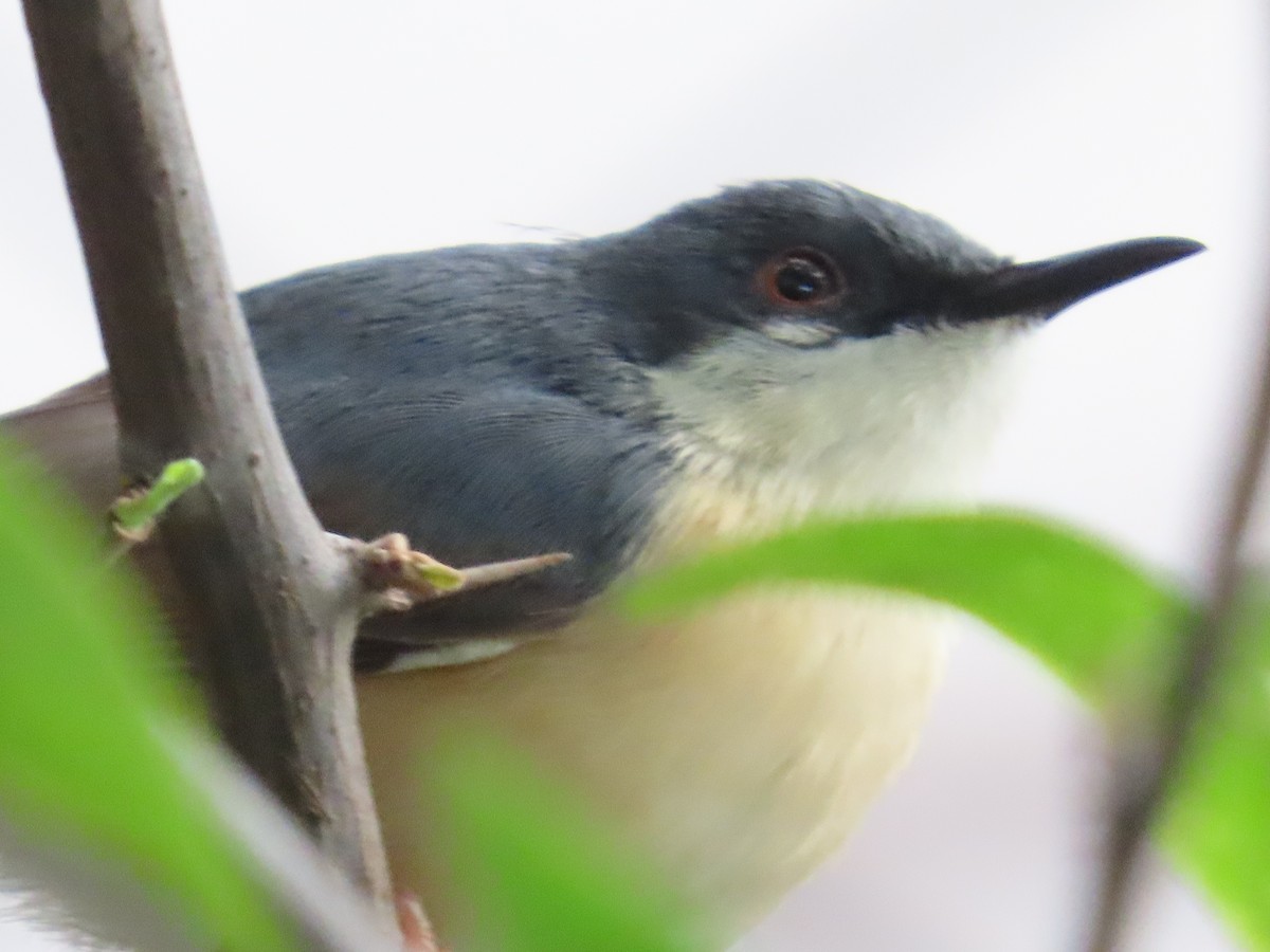 Ashy Prinia - ML620468199