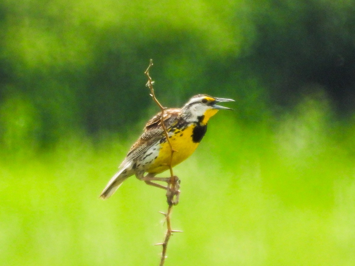 Eastern Meadowlark - ML620468200