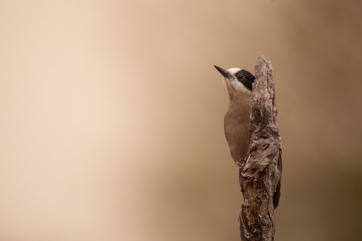 White-fronted Woodpecker - ML620468208