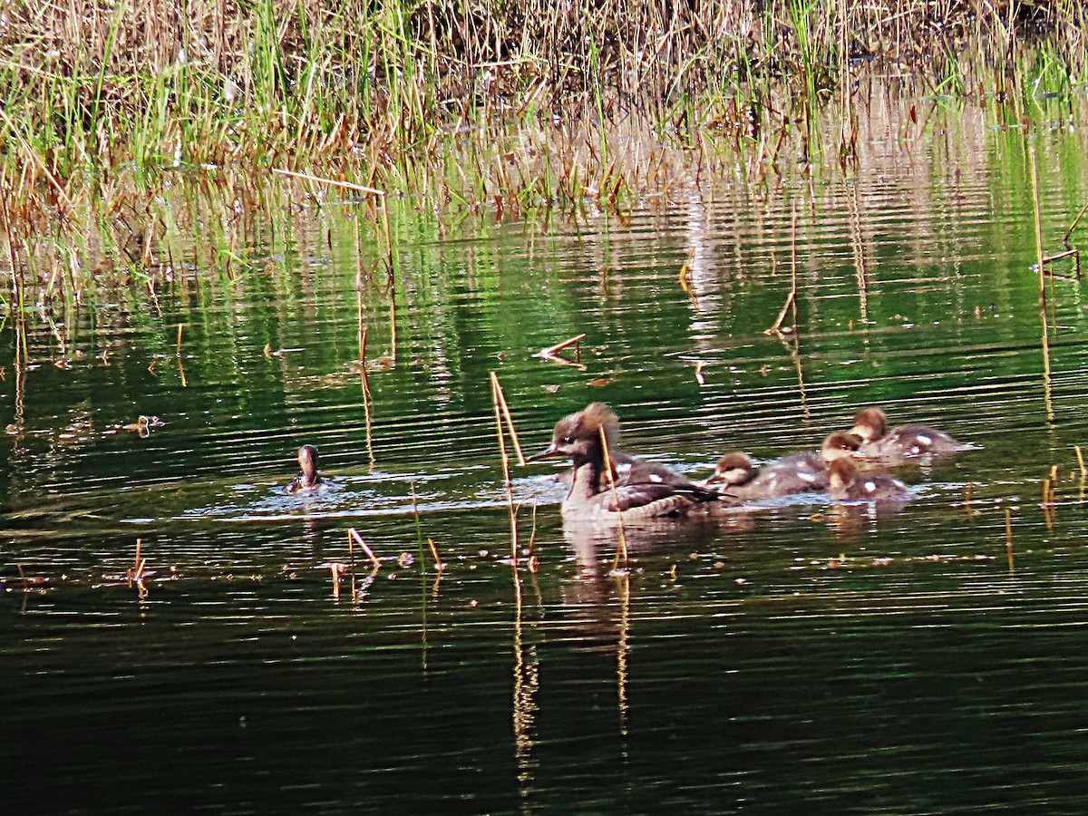 Hooded Merganser - ML620468209