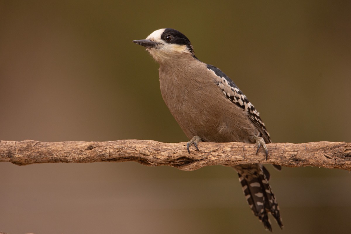White-fronted Woodpecker - ML620468212