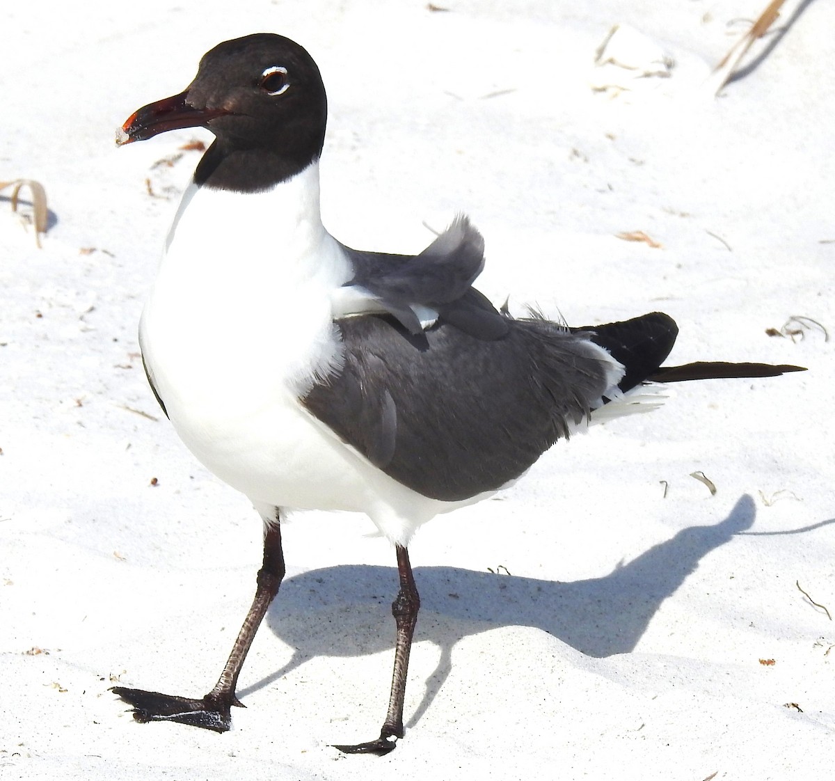 Laughing Gull - ML620468214