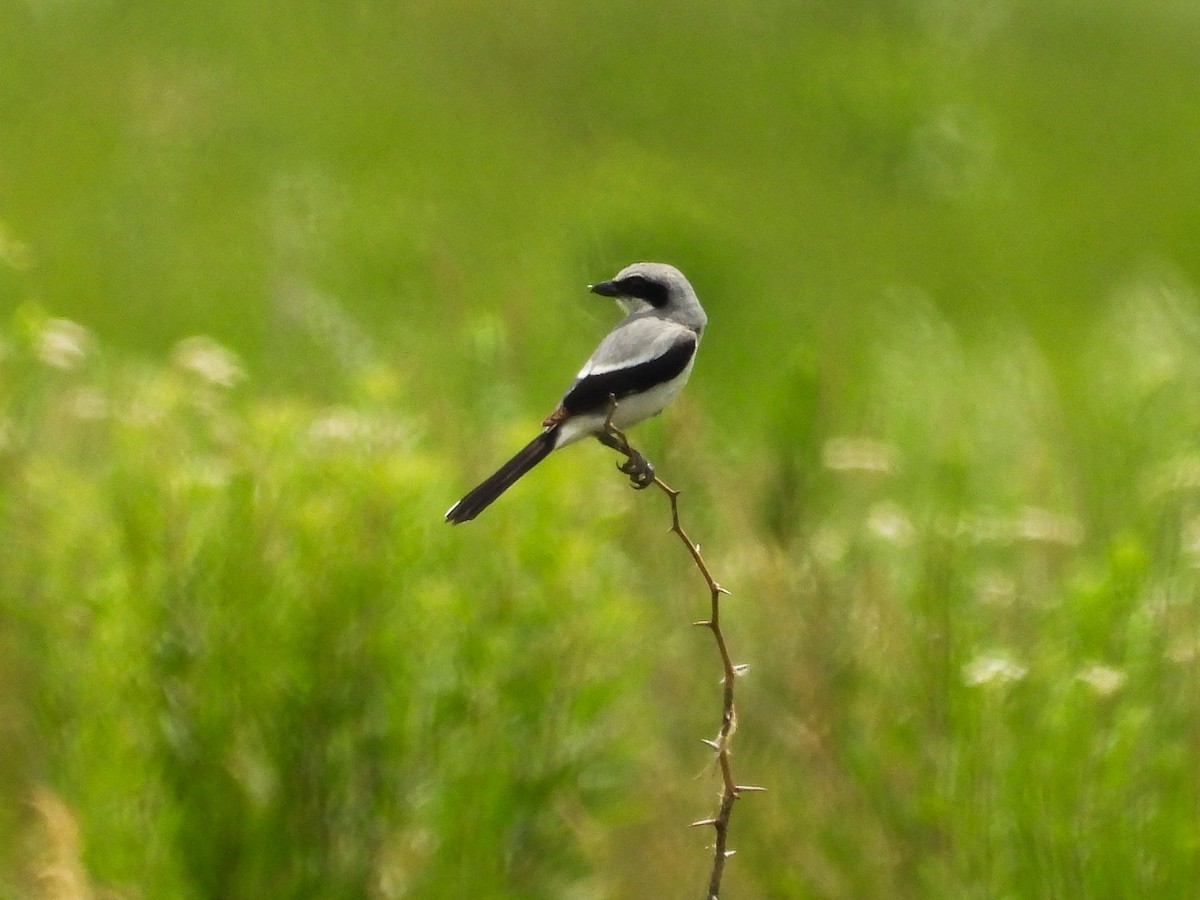 Pie-grièche migratrice - ML620468232