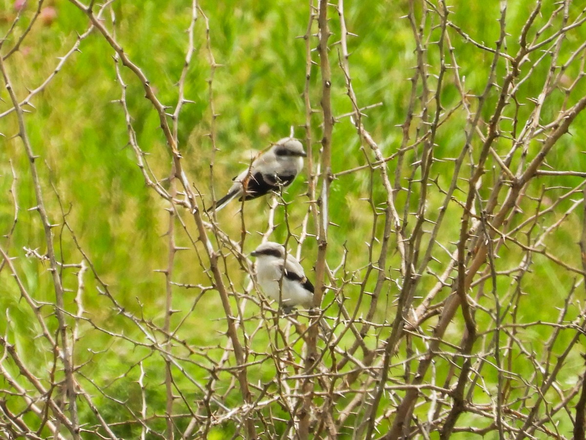 Loggerhead Shrike - ML620468233