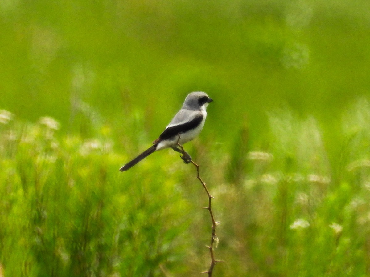 Loggerhead Shrike - ML620468234