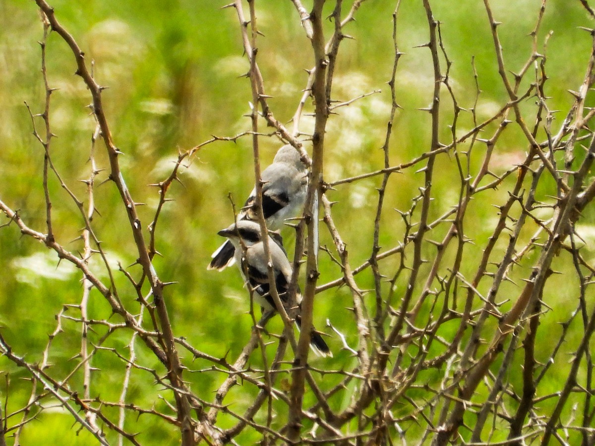 Loggerhead Shrike - Haley Gottardo