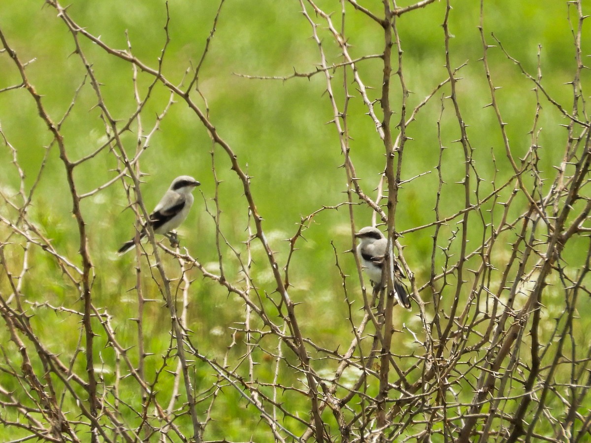 Loggerhead Shrike - ML620468236