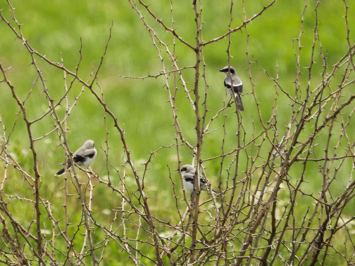 Loggerhead Shrike - ML620468237