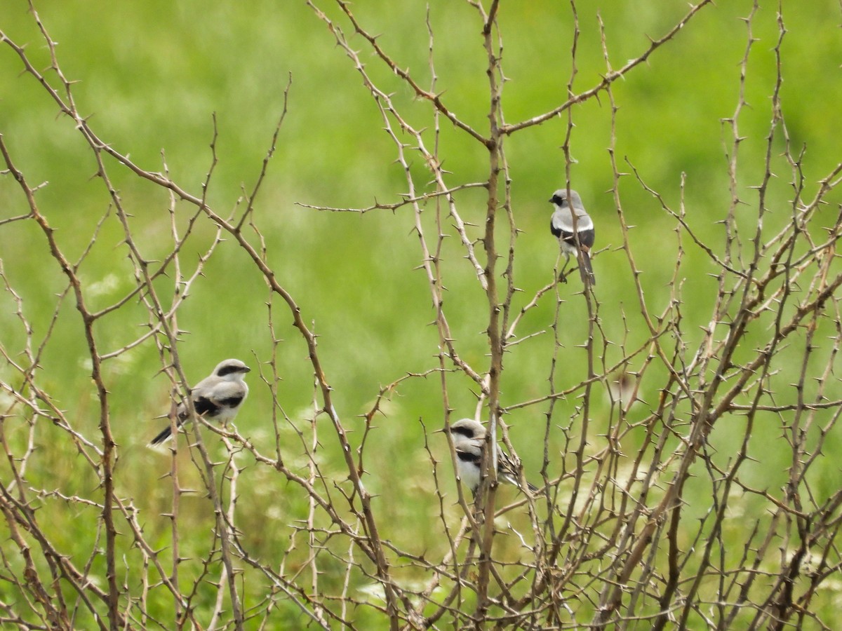 Loggerhead Shrike - ML620468240