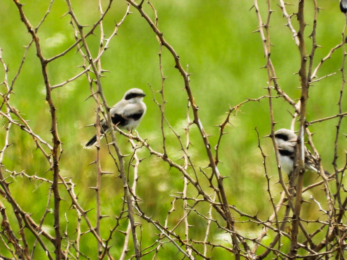 Loggerhead Shrike - Haley Gottardo