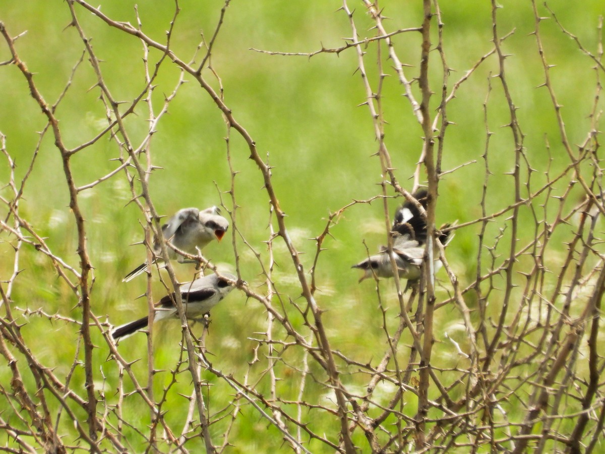 Loggerhead Shrike - ML620468248