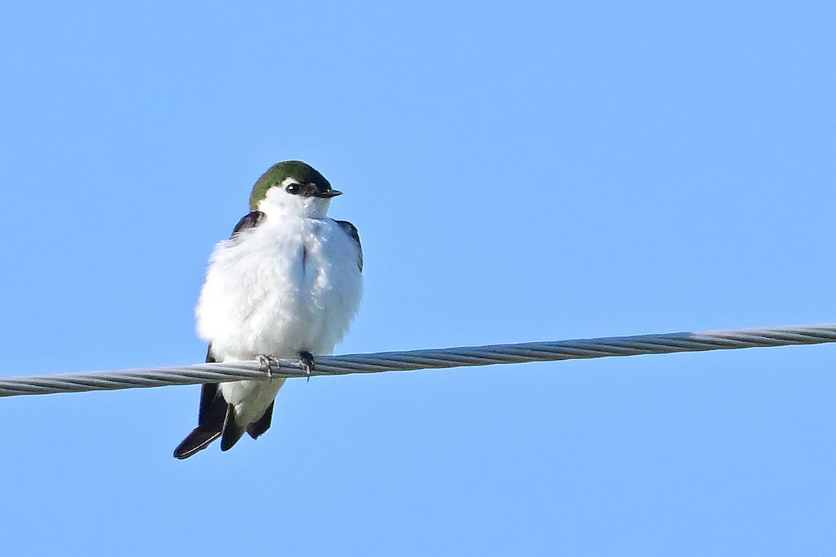 Violet-green Swallow - ML620468253