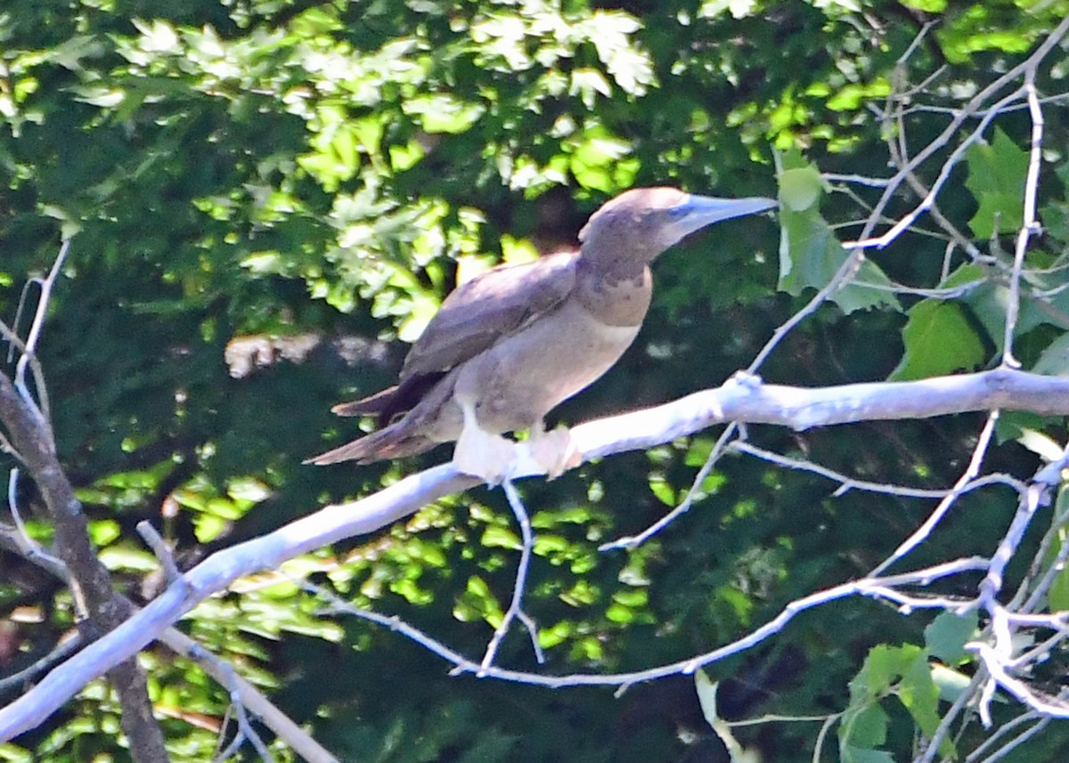 Brown Booby - ML620468267