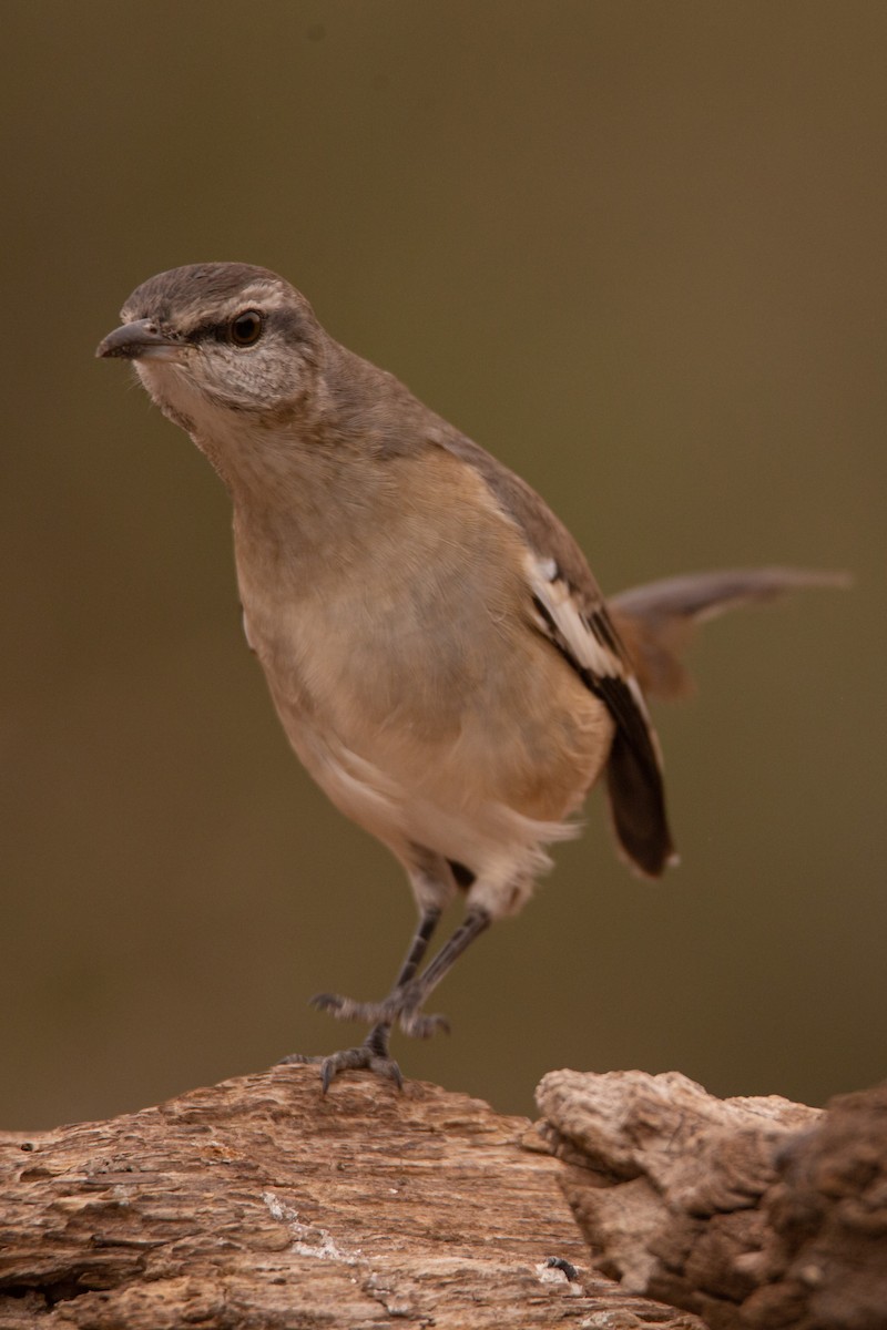 White-banded Mockingbird - ML620468272