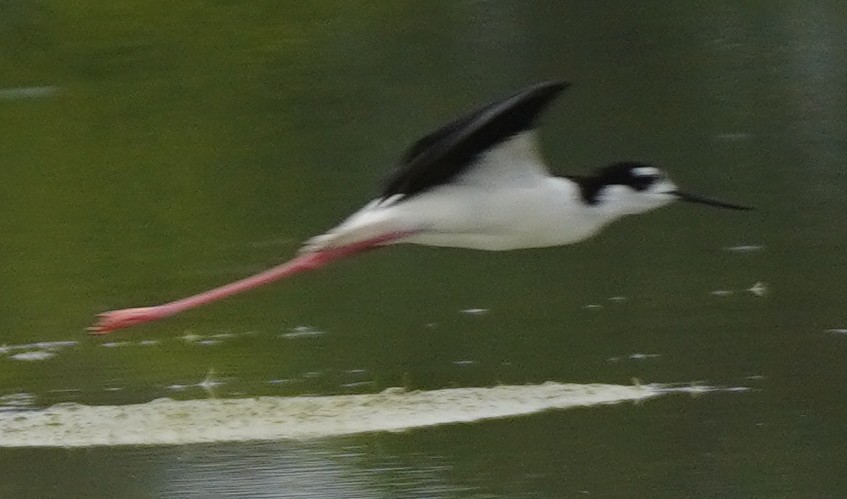 Black-necked Stilt - ML620468275