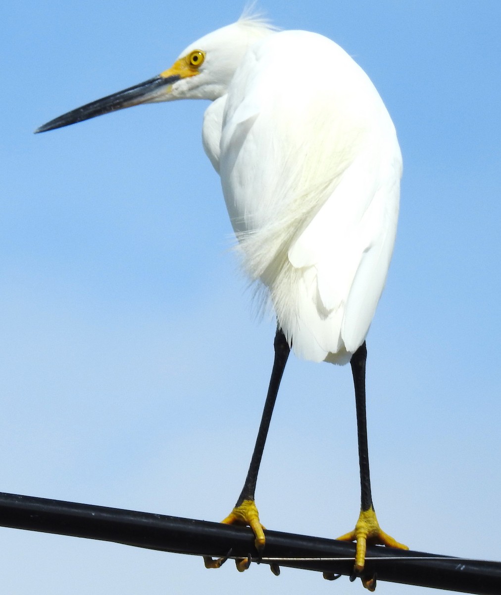 Snowy Egret - ML620468276