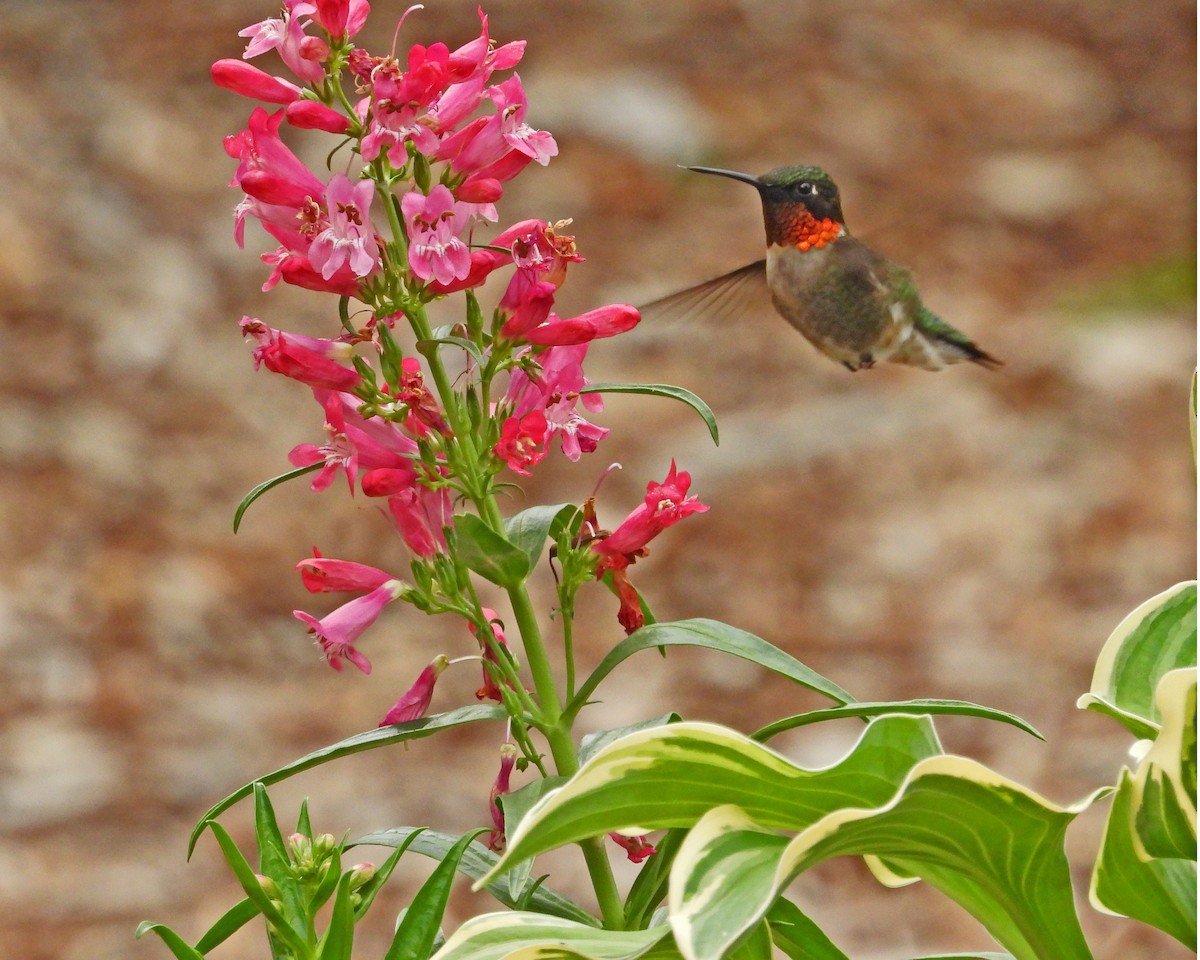Ruby-throated Hummingbird - ML620468279