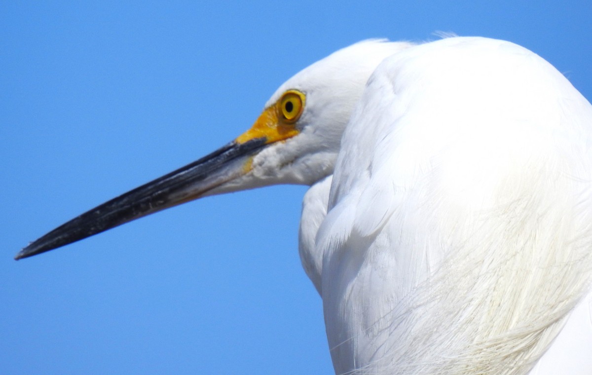 Snowy Egret - ML620468280