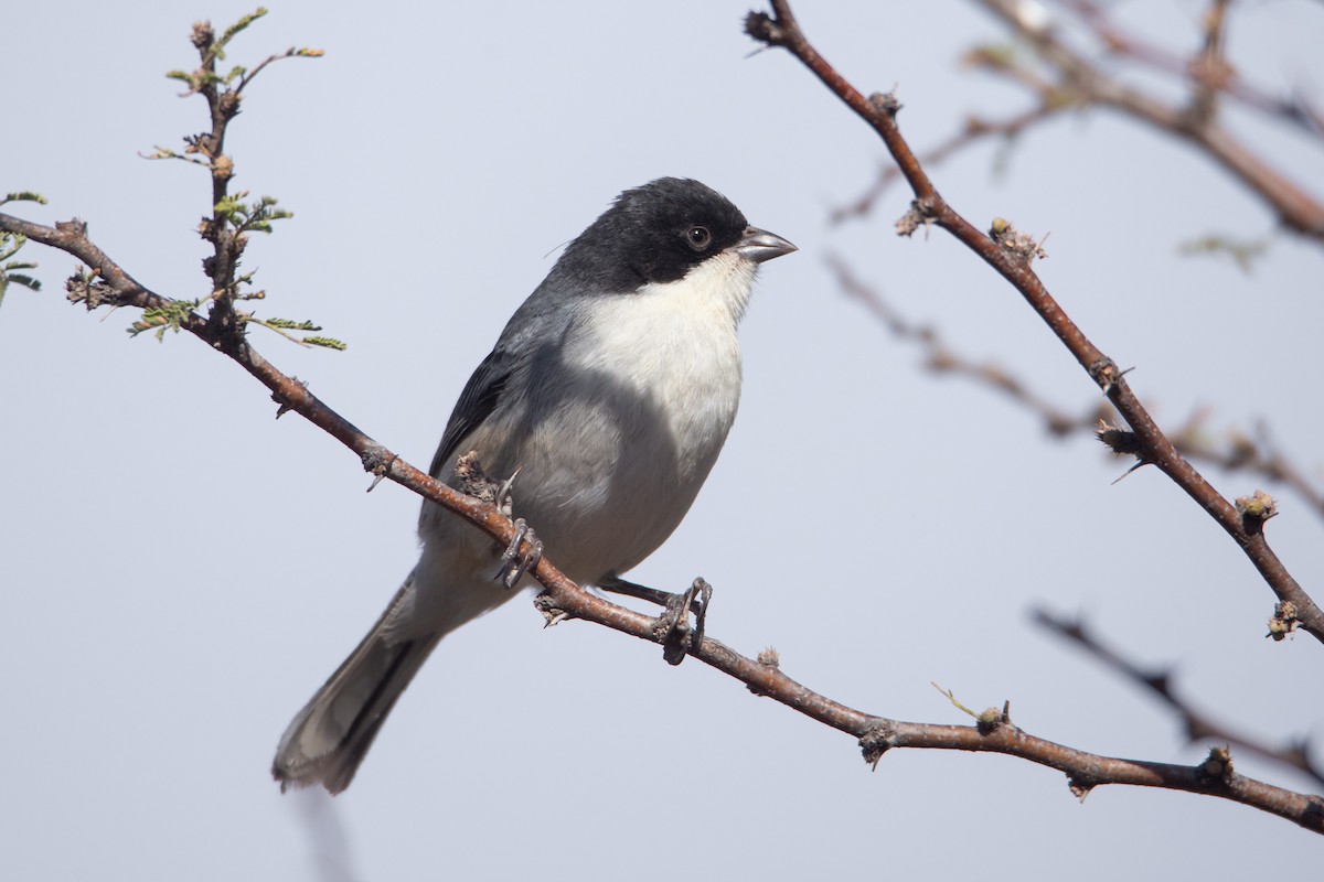 Black-capped Warbling Finch - ML620468282