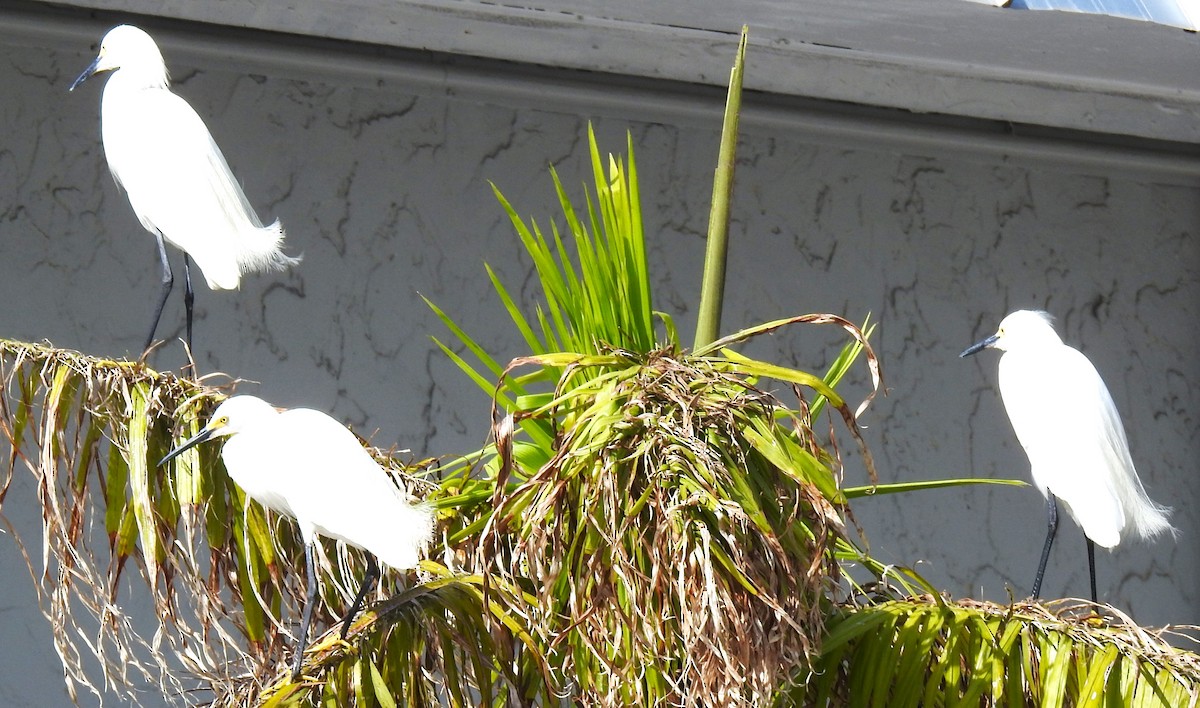 Snowy Egret - ML620468284