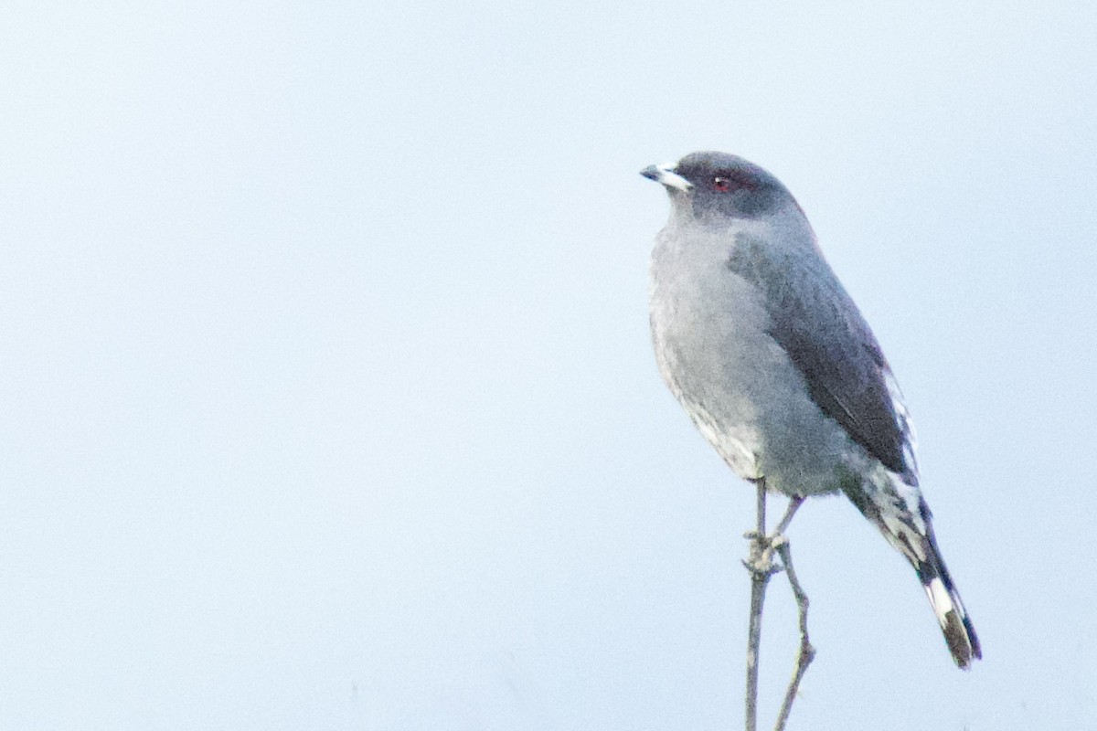 Red-crested Cotinga - Debbie Metler