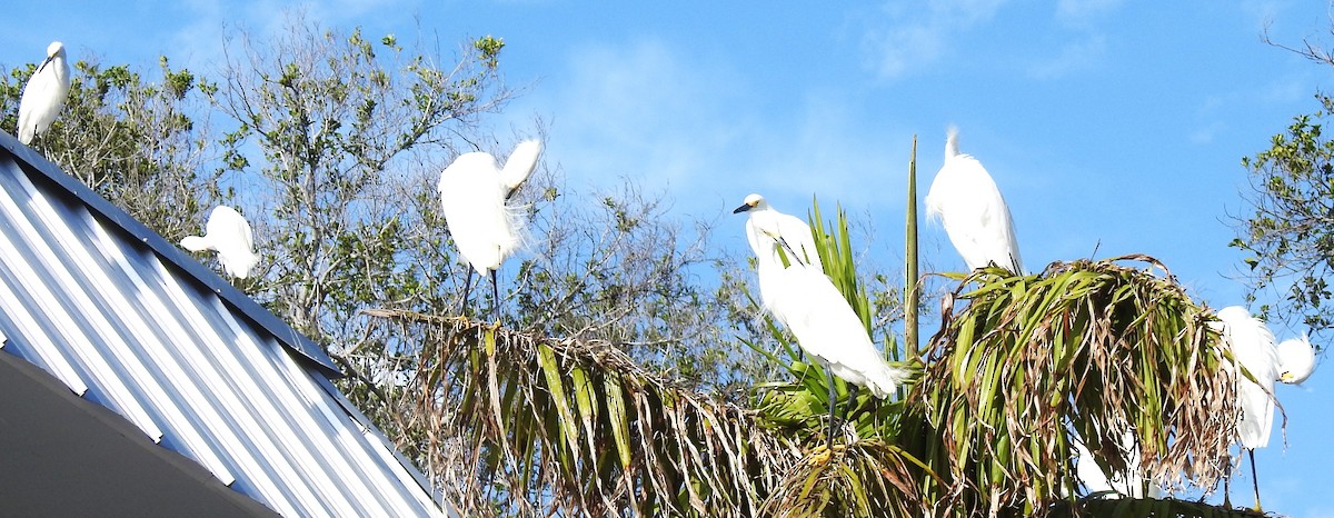 Snowy Egret - ML620468288