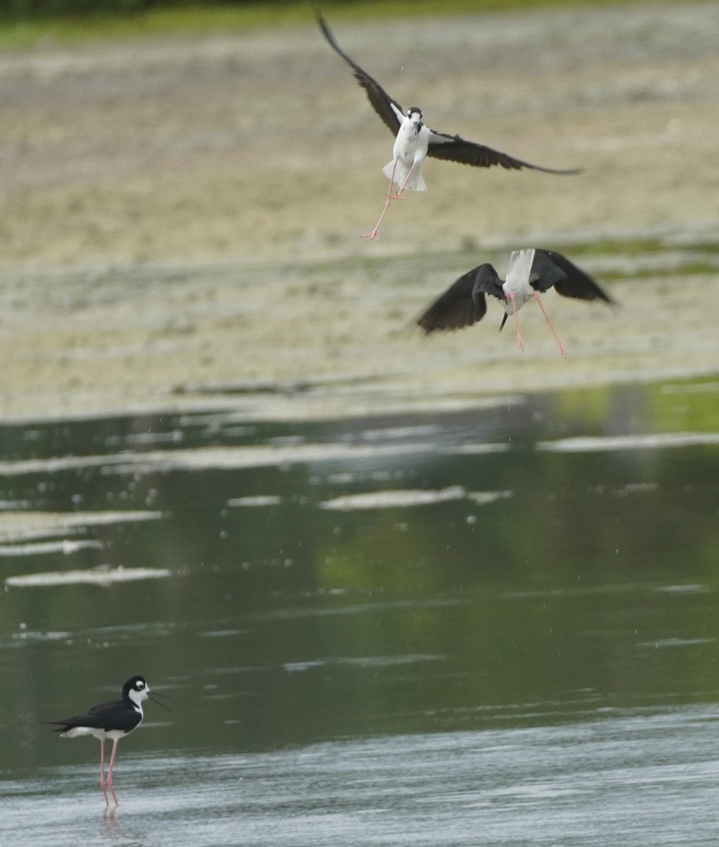 Black-necked Stilt - ML620468289