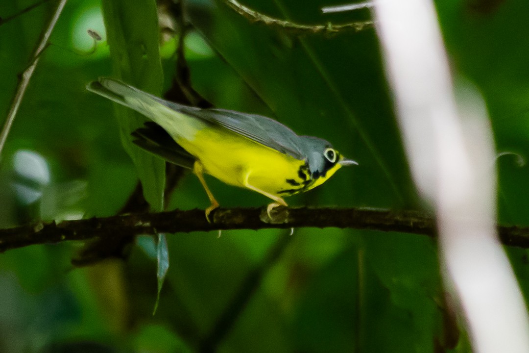 Canada Warbler - ML620468293