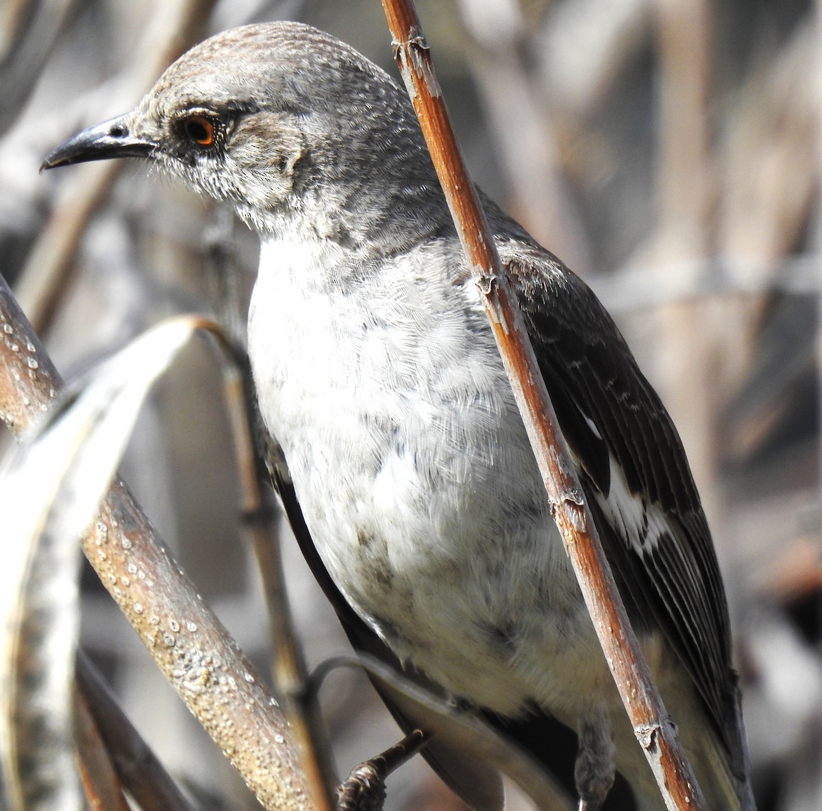 Northern Mockingbird - ML620468299