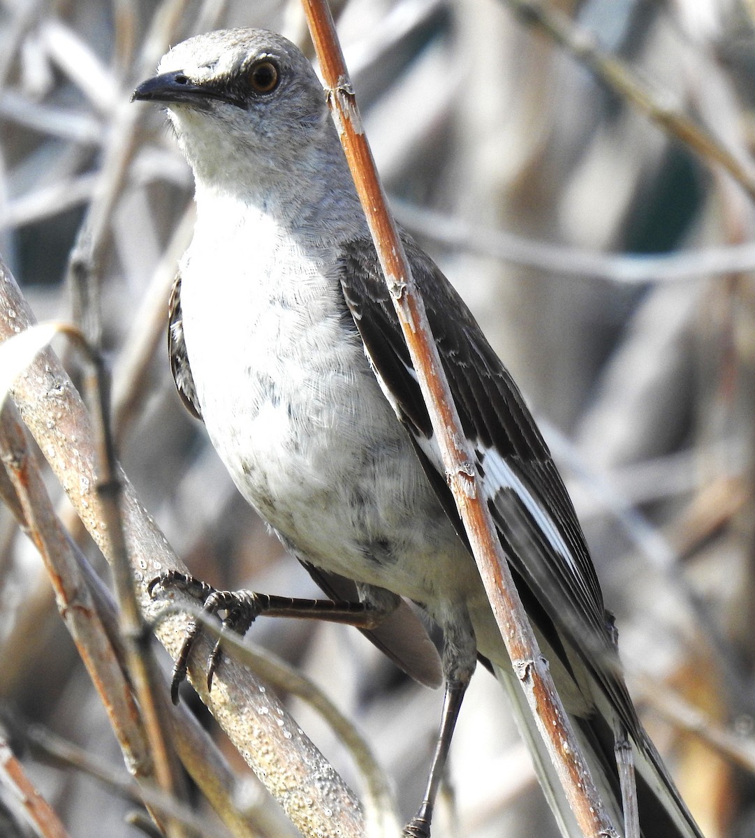 Northern Mockingbird - ML620468303