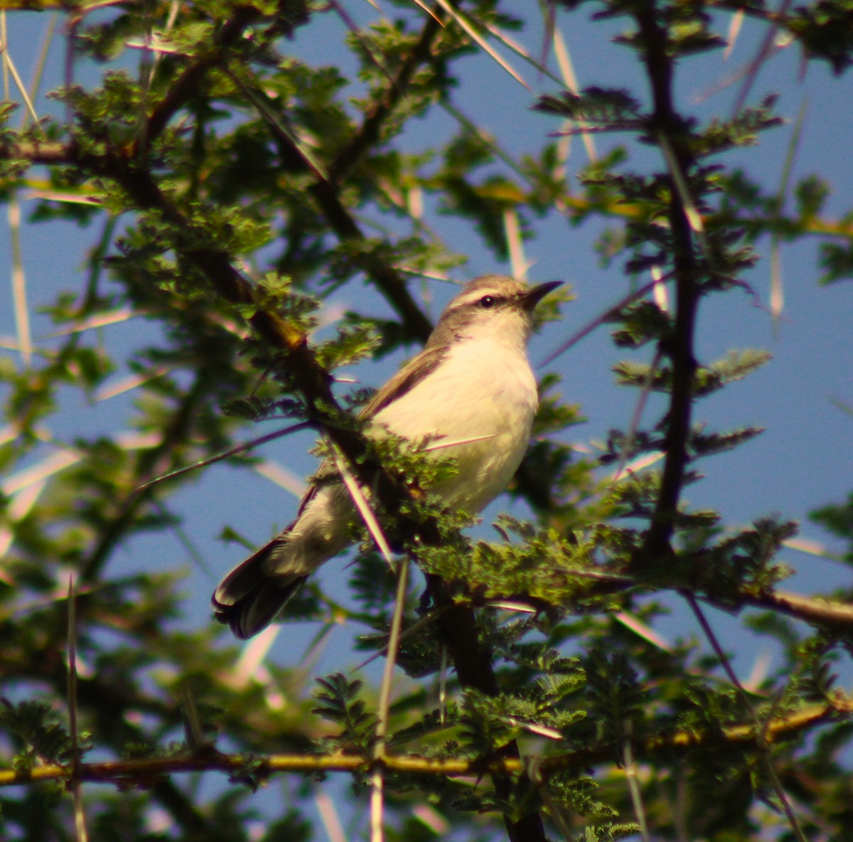 Schwalbennektarvogel - ML620468306