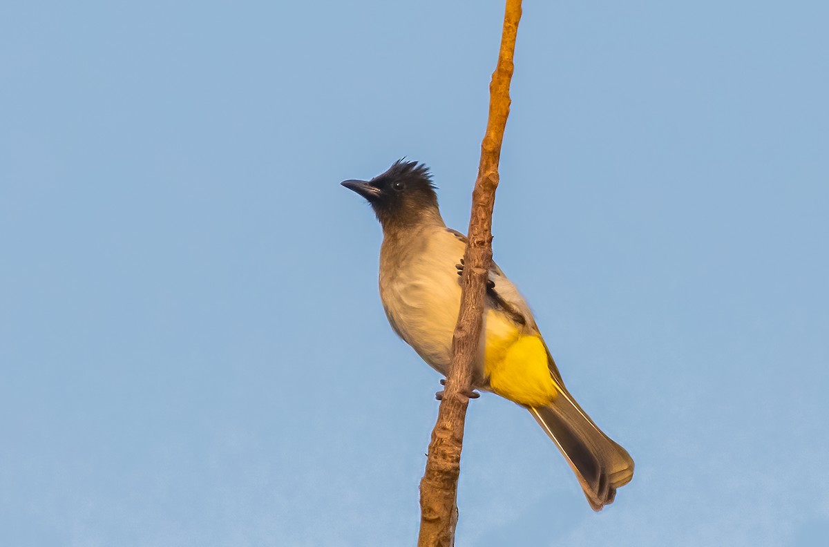 Bulbul Naranjero - ML620468307