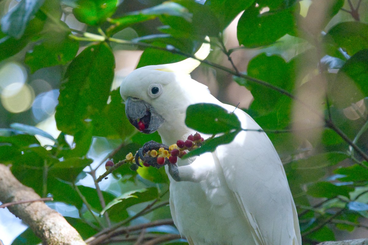 Sulphur-crested Cockatoo - ML620468310