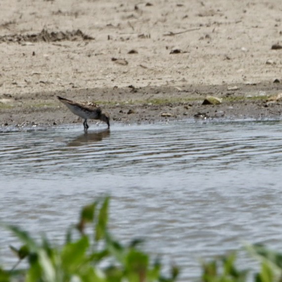 Weißbürzel-Strandläufer - ML620468313