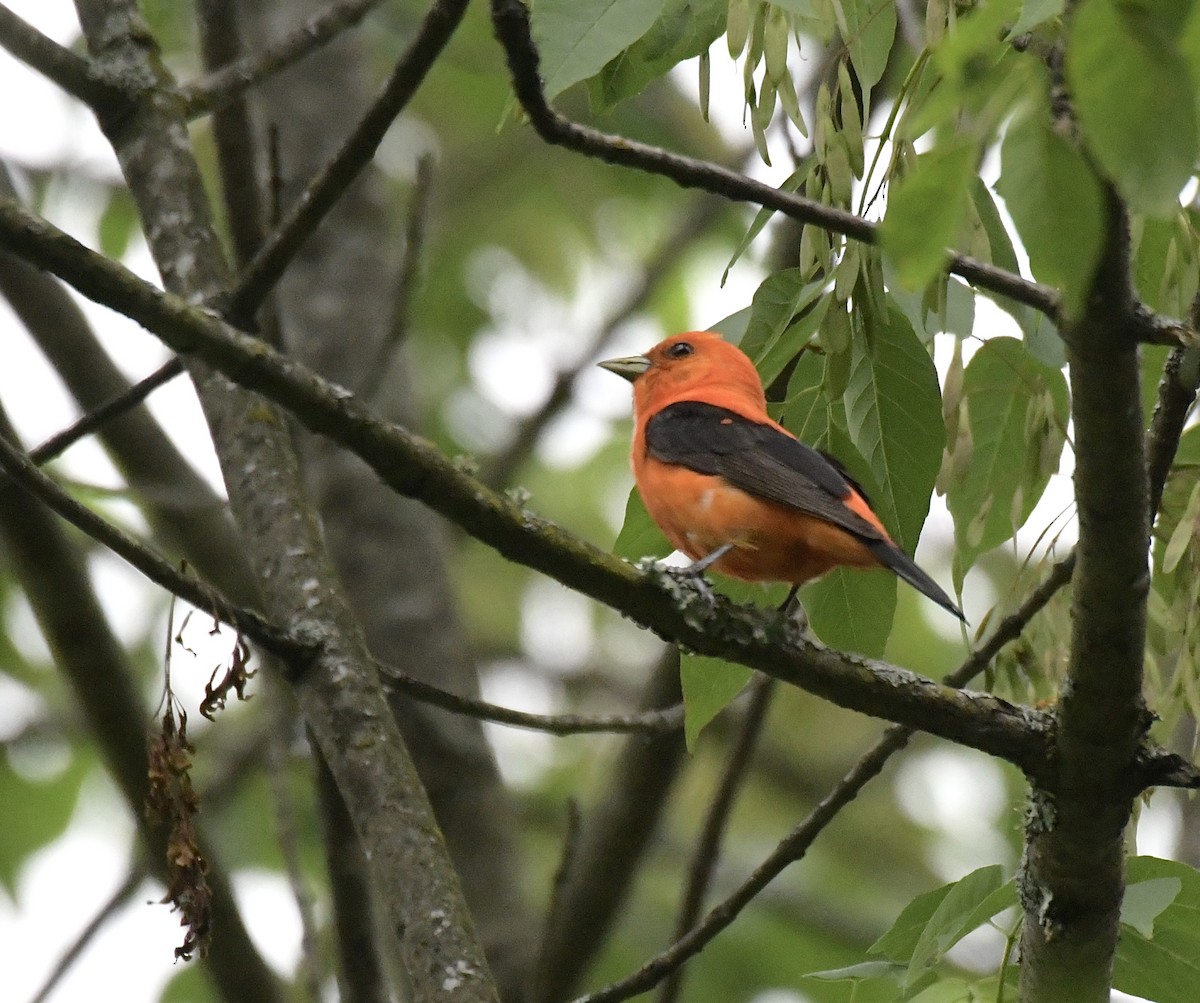 Scarlet Tanager - Erin LeFevre