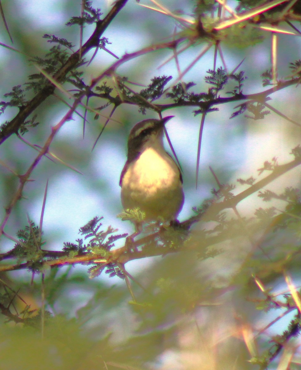 Eastern Violet-backed Sunbird - Scott Atkinson