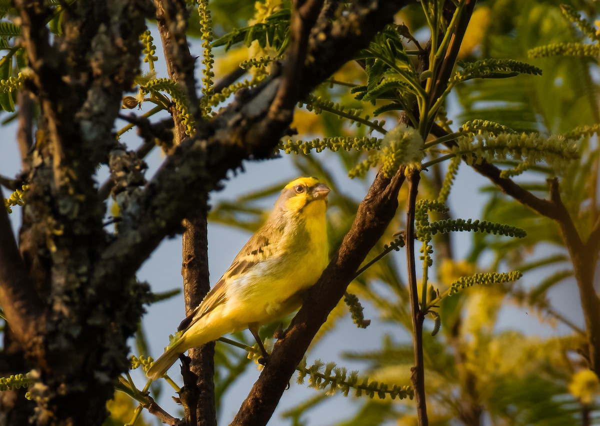 Yellow-fronted Canary - Jim Merritt