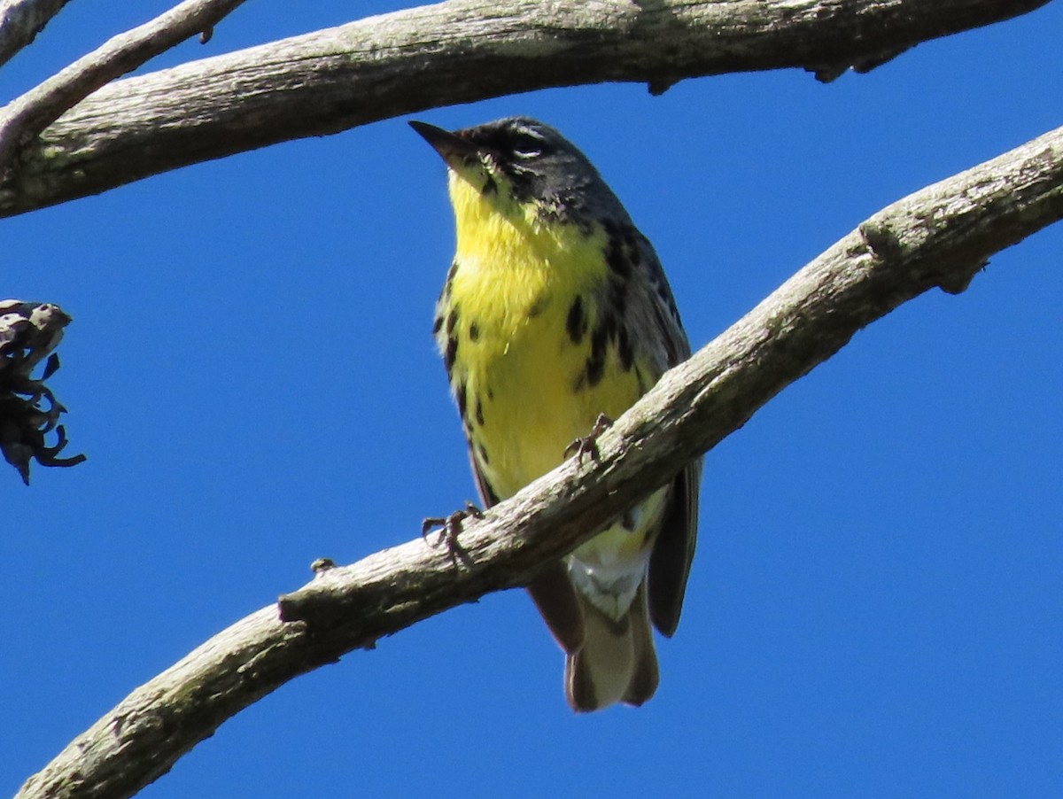 Kirtland's Warbler - ML620468327