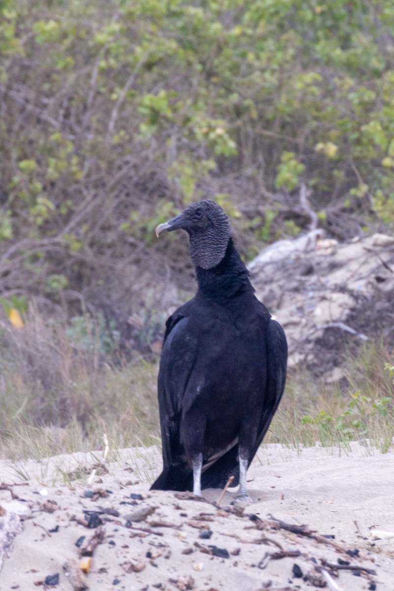 Black Vulture - ML620468328
