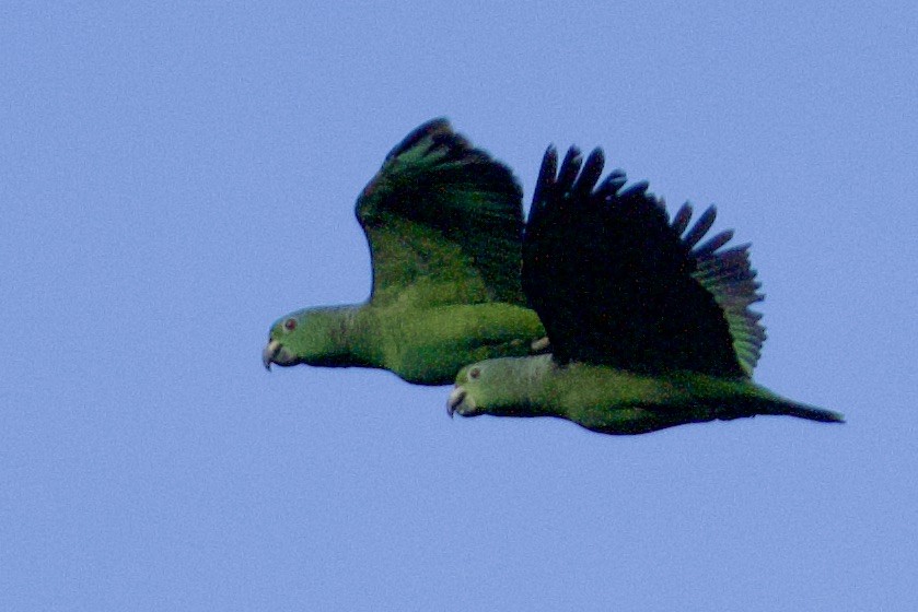 Scaly-naped Parrot - ML620468329