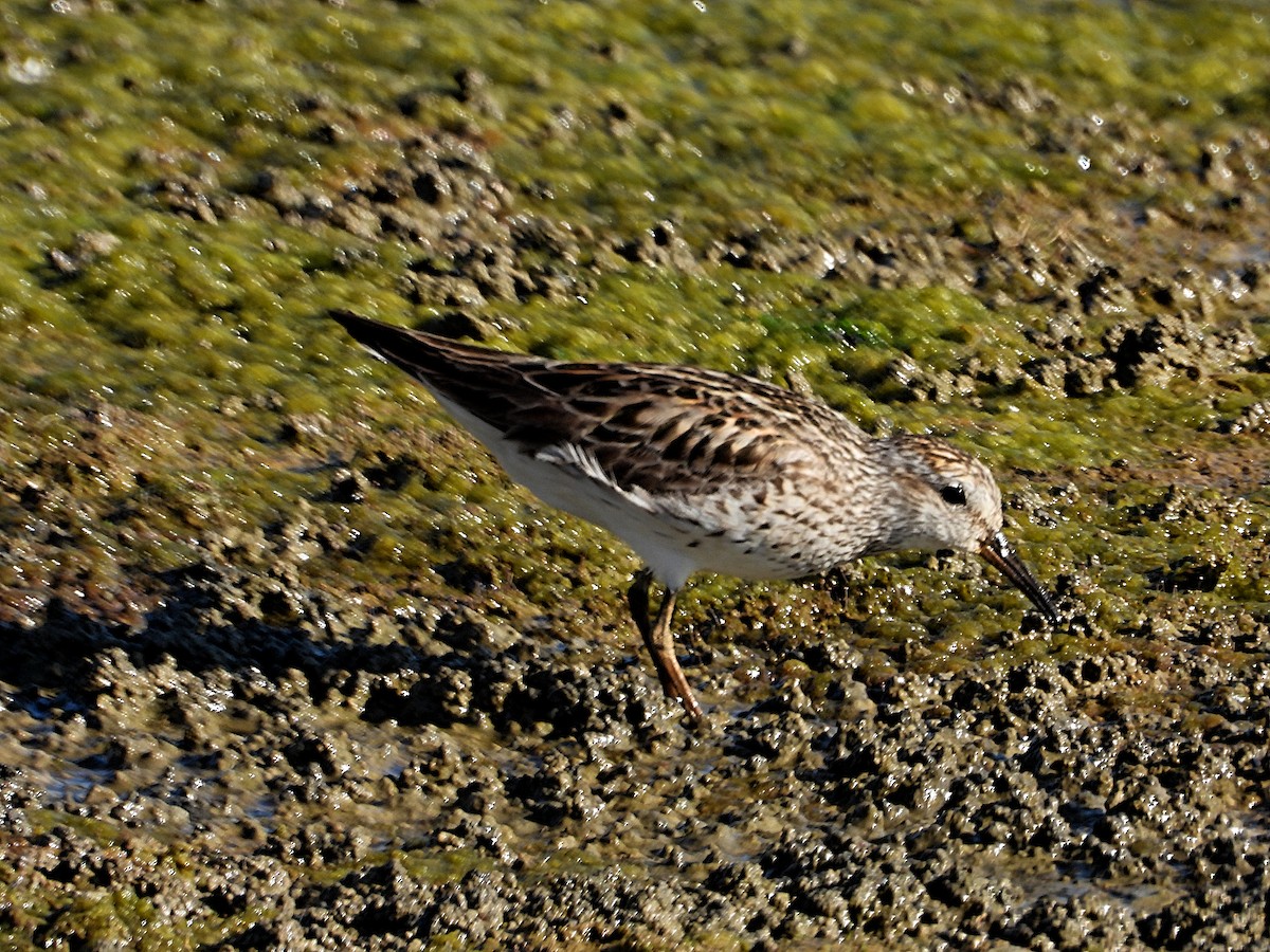 White-rumped Sandpiper - ML620468333