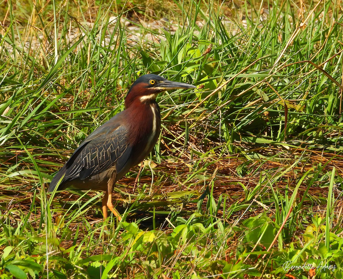 Green Heron - ML620468339