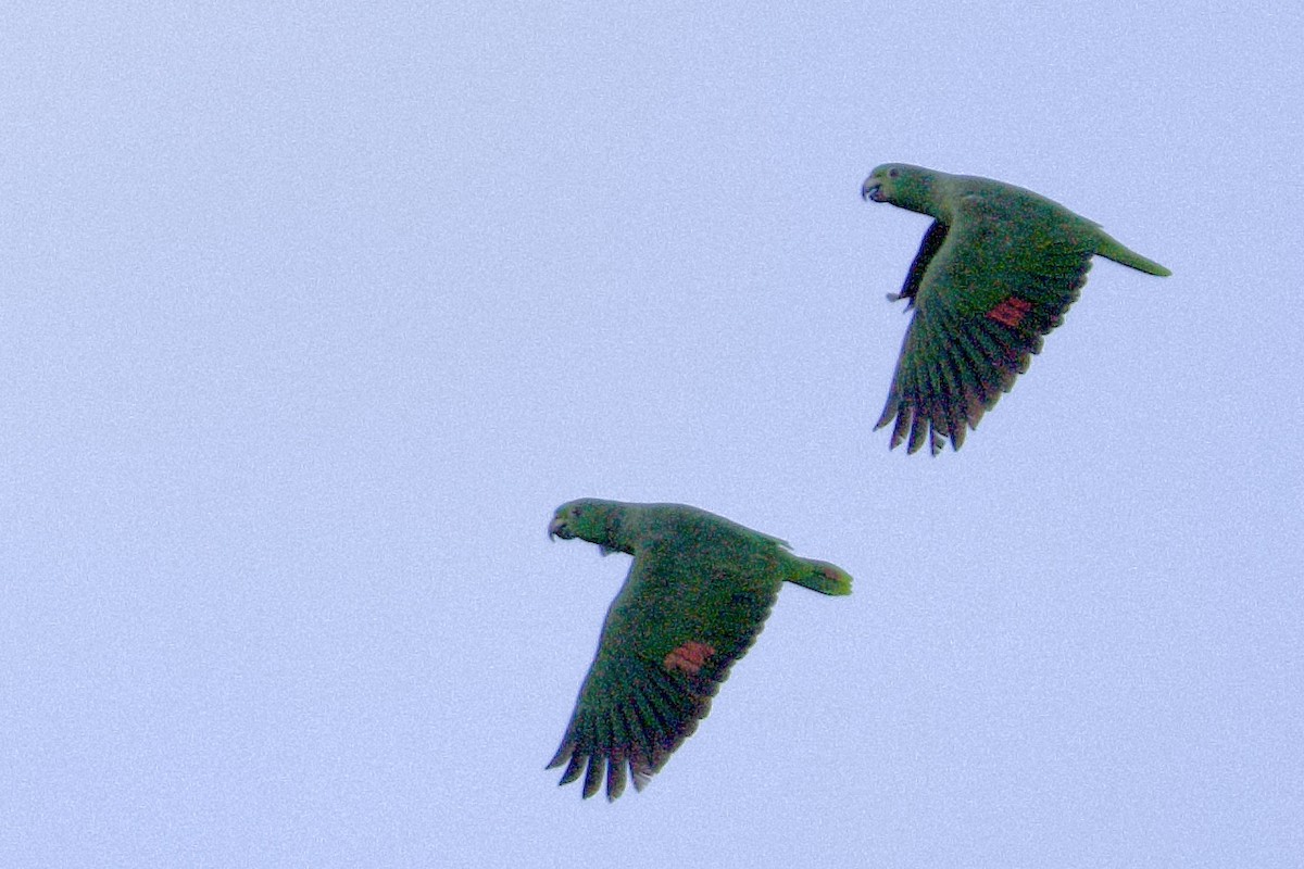 Scaly-naped Parrot - ML620468341