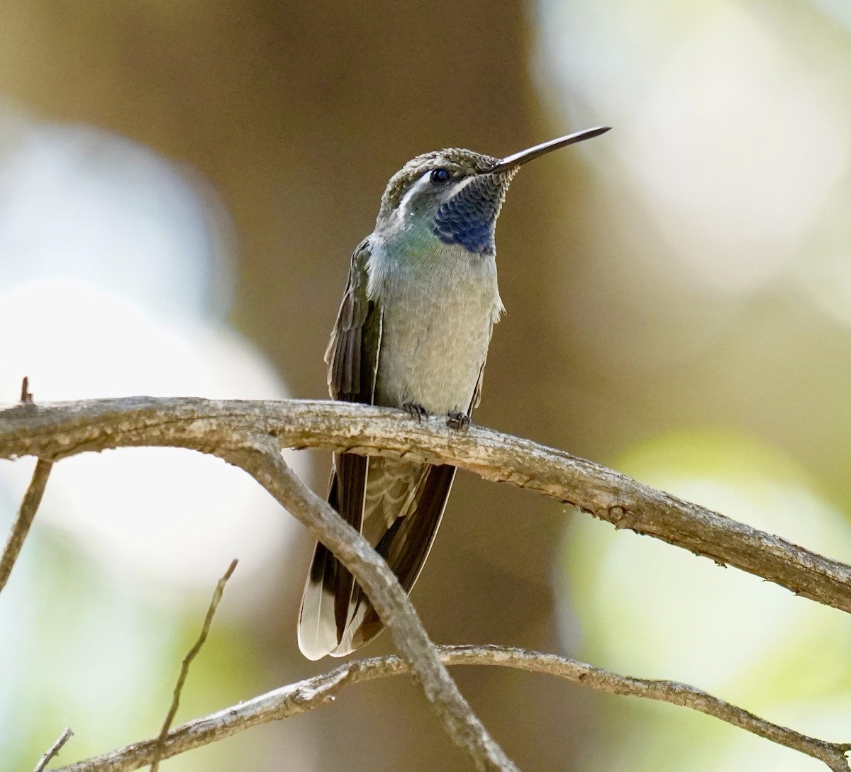 Colibri à gorge bleue - ML620468349