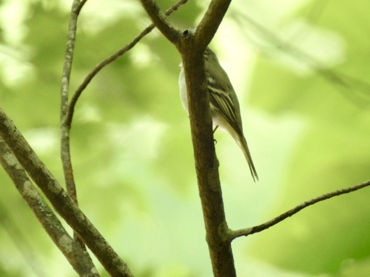 Acadian Flycatcher - ML620468350