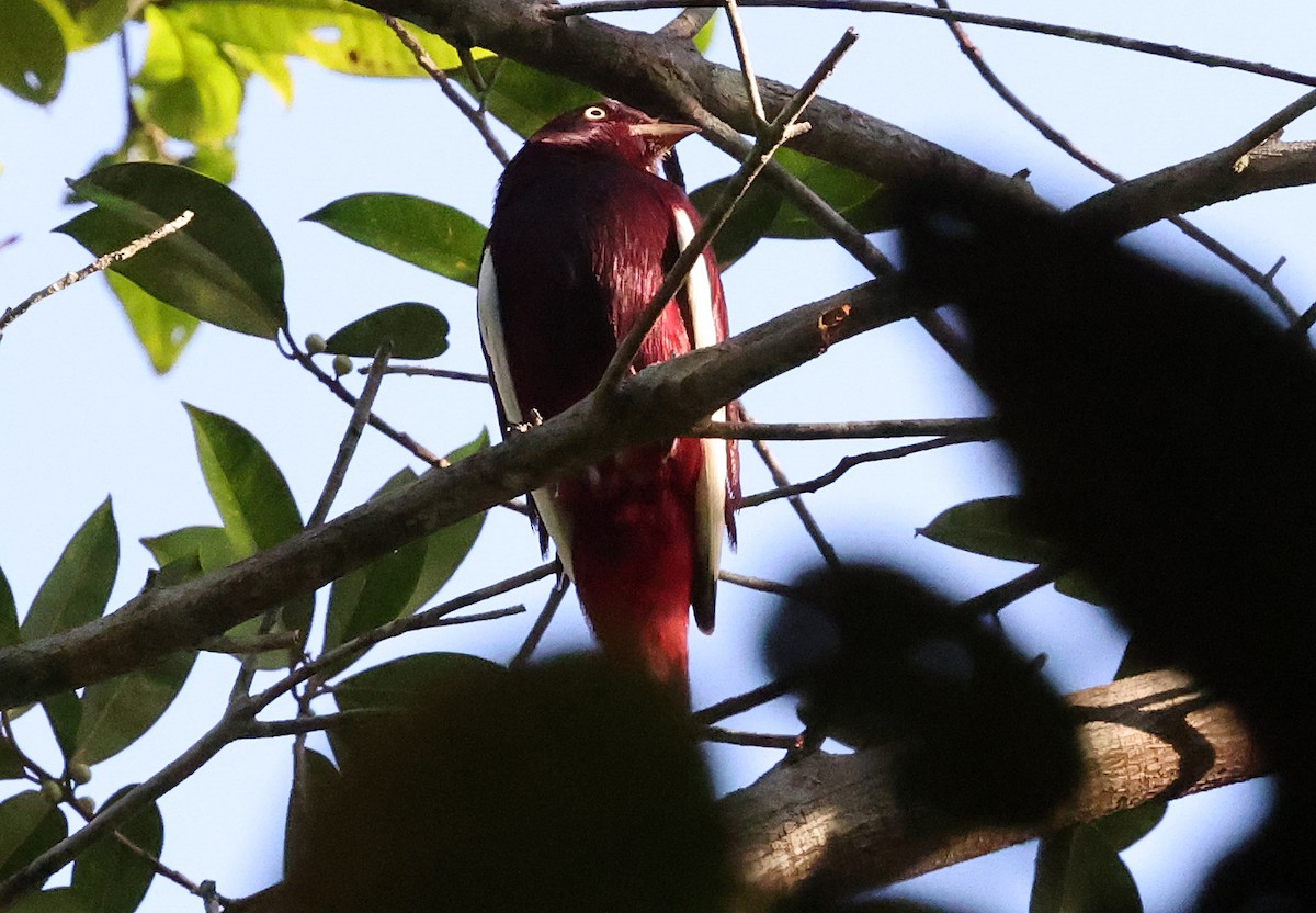 Cotinga Pompadour - ML620468353