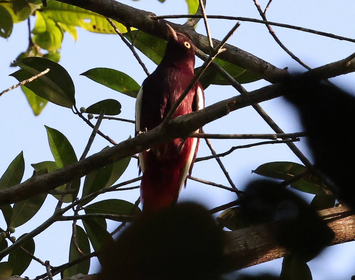 Pompadour Cotinga - ML620468355